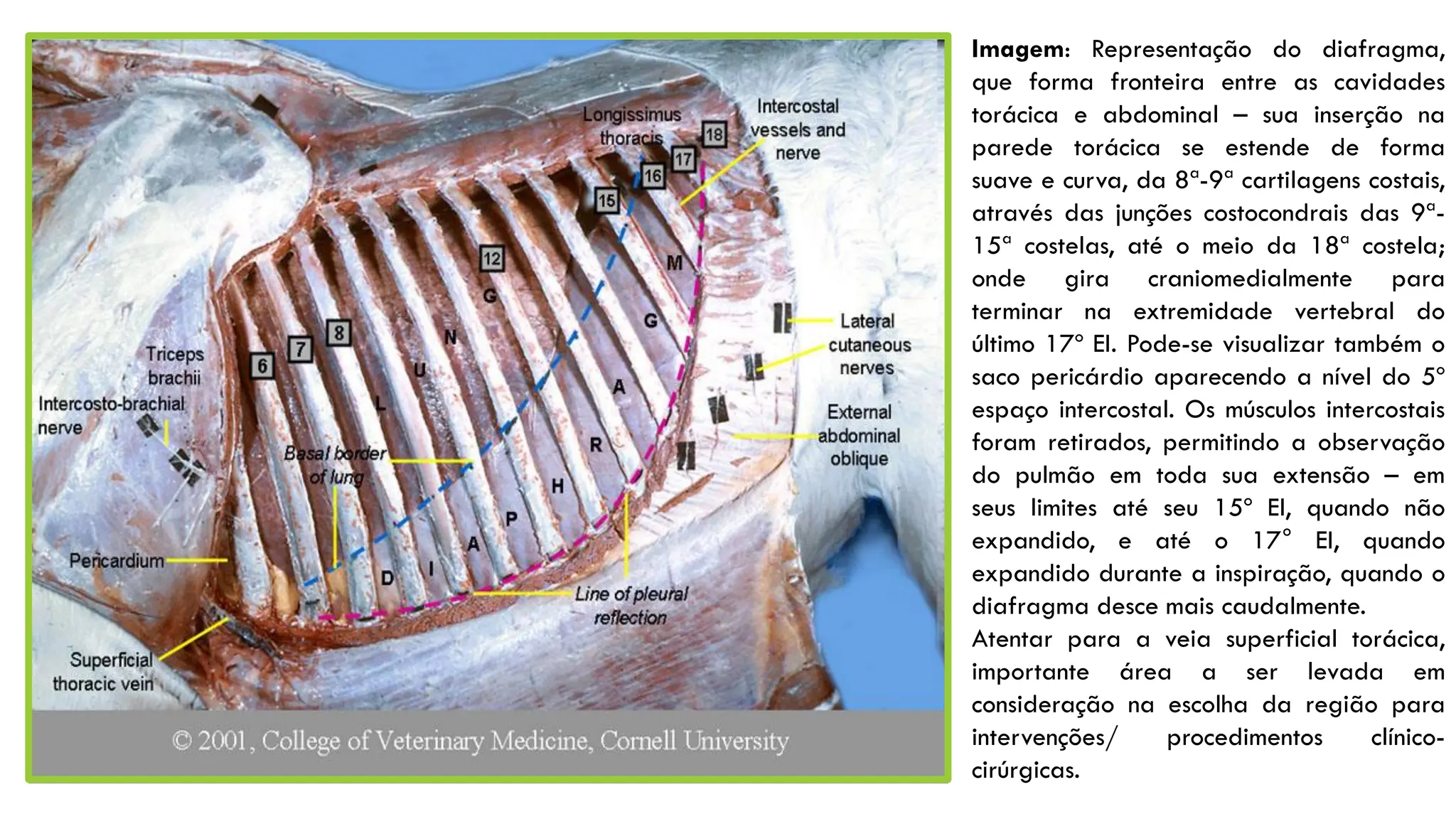 Anatomia Musculatura Do Torax Do Equino Pdf