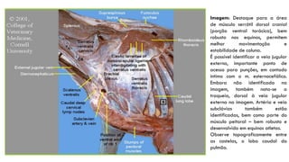 Imagem: Destaque para a área
de músculo serrátil dorsal cranial
(porção ventral torácica), bem
robusto nos equinos, permitem
melhor movimentação e
estabilidade de coluna.
É possível identificar a veia jugular
externa, importante ponto de
acesso para punções, em contado
íntimo com o m. esternocefálico.
Embora não identificada na
imagem, também nota-se a
traqueia, dorsal à veia jugular
externa na imagem. Artéria e veia
subclávias também estão
identificadas, bem como parte do
músculo peitoral – bem robusto e
desenvolvido em equinos atletas.
Observe topograficamente entre
as costelas, o lobo caudal do
pulmão.
 