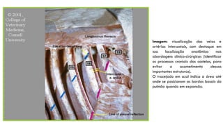 Imagem: visualização das veias e
artérias intercostais, com destaque em
sua localização anatômica nas
abordagens clínico-cirúrgicas (identificar
os processos craniais das costelas, para
evitar o acometimento dessas
importantes estruturas).
O tracejado em azul indica a área até
onde se posicionam as bordas basais do
pulmão quando em expansão.
 