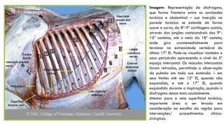 Imagem: Representação do diafragma,
que forma fronteira entre as cavidades
torácica e abdominal – sua inserção na
parede torácica se estende de forma
suave e curva, da 8ª-9ª cartilagens costais,
através das junções costocondrais das 9ª-
15ª costelas, até o meio da 18ª costela;
onde gira craniomedialmente para
terminar na extremidade vertebral do
último 17º EI. Pode-se visualizar também o
saco pericárdio aparecendo a nível do 5º
espaço intercostal. Os músculos intercostais
foram retirados, permitindo a observação
do pulmão em toda sua extensão – em
seus limites até seu 15º EI, quando não
expandido, e até o 17° EI, quando
expandido durante a inspiração, quando o
diafragma desce mais caudalmente.
Atentar para a veia superficial torácica,
importante área a ser levada em
consideração na escolha da região para
intervenções/ procedimentos clínico-
cirúrgicas.
 