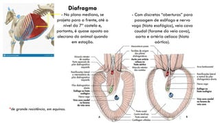 Diafragma
- No plano mediano, se
projeta para a frente, até o
nível da 7ª costela e,
portanto, é quase oposto ao
olecrano do animal quando
em estação.
- Com discretas “aberturas” para
passagem de esôfago e nervo
vago (hiato esofágico), veia cava
caudal (forame da veia cava),
aorta e artéria celíaca (hiato
aórtico).
*de grande resistência, em equinos.
 