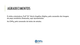 AGRADECIMENTOS
À minha orientadora, Profª Drª Maria Angélica Miglino, pela concessão das imagens
de peça anatômica dissecada, aqui apresentadas
Ao CNPq, pela concessão da bolsa de estudos.
 