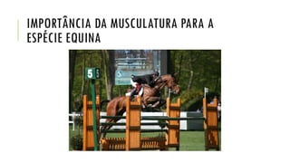 IMPORTÂNCIA DA MUSCULATURA PARA A
ESPÉCIE EQUINA
 