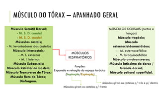 MÚSCULO DO TÓRAX – APANHADO GERAL
Músculo Serrátil Dorsal;
- M. S. D. cranial
- M. S. D. caudal
Músculos costais;
- M. levantadores das costelas
Músculo Intercostais;
- M. I. externos
- M. I. internos
Músculo Subcostais;
Músculo Retrator da Costela;
Músculo Transverso do Tórax;
Músculo Reto do Tórax;
Diafragma.
MÚSCULOS
RESPIRATÓRIOS
Funções:
Expansão e retração do espaço torácico
(Inspiração/Expiração)
MÚSCULOS DORSAIS (curtos e
longos)
Músculo trapézio;
Músculo
esternocleidomastóideo;
- M. esternocefálico
- M. braquiocefálico
Músculo omotransverso;
Músculo latíssimo do dorso /
Grande dorsal;
Músculo peitoral superficial.
Músculos giram as costelas p/ trás e p/ dentro
Músculos giram as costelas p/ frente
 