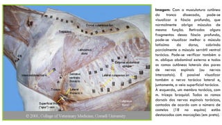 Imagem: Com a musculatura cutânea
do tronco dissecada, pode-se
visualizar a fáscia profunda, que
normalmente abriga músculos de
mesma função. Retirados alguns
fragmentos dessa fáscia profunda,
pode-se visualizar melhor o músculo
latíssimo do dorso, cobrindo
parcialmente o músculo serrátil ventral
torácico. Pode-se verificar também o
m. obliquo abdominal externo e todos
os ramos cutâneos laterais dos pares
de nervos espinais (ou nervos
intercostais). É possível visualizar
também o nervo torácico lateral e,
juntamente, a veia superficial torácica.
À esquerda, um membro torácico, com
m. tríceps braquial. Todos os ramos
dorsais dos nervos espinais torácicos,
contados de acordo com o número de
costelas (18 no equino) estão
destacados com marcações (em preto).
 