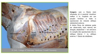 Imagem: com a fáscia mais
afastada, já é possível visualizar
melhor o m. trapézio em sua
porção torácica e toda a
aponeurose do músculo obliquo
abdominal externo.
A túnica flava do abdome pode
ser observada, mais ventral, em
direção abdominal – tal estrutura
é a junção das aponeuroses dos m.
obliquo interno + m. oblíquo
externo + fáscia do abdômen.
 