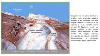 Imagem: em um plano cervical e
torácico mais profundo, pode-se
verificar o m. romboide em suas
porções cervical e torácica, o m.
esplênio e o m. serrátil ventral
cervical. O ligamento nucal, sua
porção funicular e sua porção
laminar estão expostos. A área
aberta em região cervical
corresponde ao músculo romboide.
Adicionalmente, a cartilagem
escapular está sendo identificada.
 