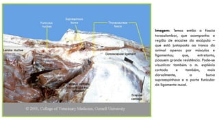 Imagem: Temos então a fascia
toracolombar, que acompanha a
região de encaixe da escápula –
que está justaposta ao tronco do
animal apenas por músculos e
ligamentos; que, entretanto,
possuem grande resistência. Pode-se
visualizar também o m. esplênio
cortado e também, mais
dorsalmente, a bursa
supraespinhosa e a parte funicular
do ligamento nucal.
 
