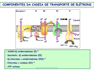 COMPONENTES DA CADEIA DE TRANSPORTE DE ELÉTRONS




 - NADH:Q oxidorredutase (I) *
 - Succinato: Q-oxidorredutase (II)
 - Q:citocromo c oxidorredutase (III) *
 - Citocromo c oxidase (IV) *
 - ATP-sintase                  Bioquimica 2012/13. Denise Colito
 