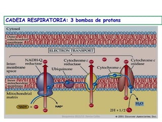 CADEIA RESPIRATORIA: 3 bombas de protons




                   Bioquimica 2012/13. Denise Colito
 