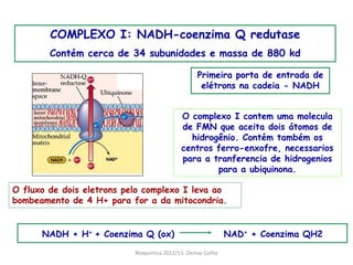 COMPLEXO I: NADH-coenzima Q redutase
        Contém cerca de 34 subunidades e massa de 880 kd

                                                   Primeira porta de entrada de
                                                    elétrons na cadeia - NADH


                                             O complexo I contem uma molecula
                                             de FMN que aceita dois átomos de
                                               hidrogênio. Contém também os
                                             centros ferro-enxofre, necessarios
                                             para a tranferencia de hidrogenios
                                                     para a ubiquinona.

O fluxo de dois eletrons pelo complexo I leva ao
bombeamento de 4 H+ para for a da mitocondria.


      NADH + H+ + Coenzima Q (ox)                              NAD+ + Coenzima QH2

                           Bioquimica 2012/13. Denise Colito
 
