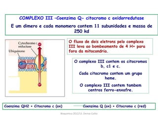 COMPLEXO III –Coenzima Q- citocromo c oxidorredutase
   E um dimero e cada monomero contem 11 subunidades e massa de
                             250 kd

                                     O fluxo de dois eletrons pelo complexo
                                     III leva ao bombeamento de 4 H+ para
                                     fora da mitocondria.

                                          O complexo III contem os citocromos
                                                      b, c1 e c.
                                              Cada citocromo contem um grupo
                                                           heme.
                                               O complexo III contem tambem
                                                   centros ferro-enxofre.



Coenzima QH2 + Citocromo c (ox)                   Coenzima Q (ox) + Citocromo c (red)

                              Bioquimica 2012/13. Denise Colito
 