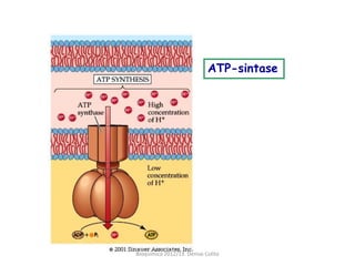 ATP-sintase




Bioquimica 2012/13. Denise Colito
 