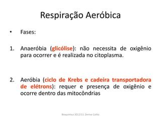 Respiração Aeróbica
•   Fases:

1. Anaeróbia (glicólise): não necessita de oxigênio
   para ocorrer e é realizada no citoplasma.


2. Aeróbia (ciclo de Krebs e cadeira transportadora
   de elétrons): requer e presença de oxigênio e
   ocorre dentro das mitocôndrias


                  Bioquimica 2012/13. Denise Colito
 
