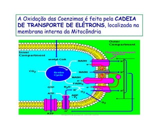 A Oxidação das Coenzimas é feita pela CADEIA
DE TRANSPORTE DE ELÉTRONS, localizada na
membrana interna da Mitocôndria




               Bioquimica 2012/13. Denise Colito
 