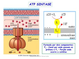 ATP SINTASE




                       Formada por dois componentes:
                        Fo – Canal por onde passam os
                          prótons e F1 – Porção onde
                               ocorre a catálise

Bioquimica 2012/13. Denise Colito
 