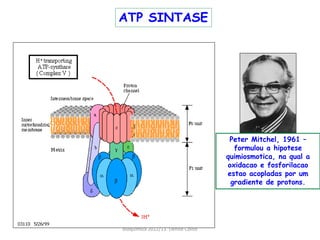 ATP SINTASE




                                     Peter Mitchel, 1961 –
                                      formulou a hipotese
                                    quimiosmotica, na qual a
                                    oxidacao e fosforilacao
                                    estao acopladas por um
                                     gradiente de protons.




Bioquimica 2012/13. Denise Colito
 