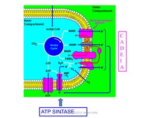 C
                                           A
                                           D
                                           E
                                           I
                                           A




ATP SINTASE
       Bioquimica 2012/13. Denise Colito
 