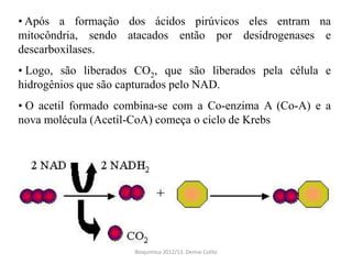 • Após a formação dos ácidos pirúvicos eles entram na
mitocôndria, sendo atacados então por desidrogenases e
descarboxilases.
• Logo, são liberados CO2, que são liberados pela célula e
hidrogênios que são capturados pelo NAD.
• O acetil formado combina-se com a Co-enzima A (Co-A) e a
nova molécula (Acetil-CoA) começa o ciclo de Krebs




                     Bioquimica 2012/13. Denise Colito
 