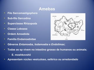 Amebas
•

Filo Sarcomastigophora

•

Sub-filo Sarcodina

•

Superclasse Rhizopoda

•

Classe Lobozea

•

Ordem Amoebida

•

Família Endamoebidae

•

Gêneros Entamoeba, Iodamoeba e Endolimax;

•

Todas as sp vivem no intestino grosso de humanos ou animais;
­ E. moshkovshii

•

Apresentam núcleo vesiculoso, esférico ou arredondado

 