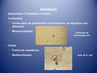 Amebas
•

Apresentam Trofozoítos e Cistos;

•

Trofozoítos
• Forma ativa do protozoário (se locomove, se reproduz e se
alimenta)
• Mononucleados

Trofozoíto de
Entamoeba coli

•
•

Cistos
• Forma de resistência
• Multinucleados

cisto de E. coli

 