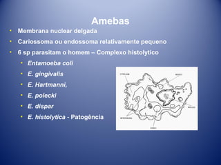Amebas
•

Membrana nuclear delgada

•

Cariossoma ou endossoma relativamente pequeno

•

6 sp parasitam o homem – Complexo histolytico
• Entamoeba coli
• E. gingivalis
• E. Hartmanni,
• E. polecki
• E. dispar
• E. histolytica - Patogência

 