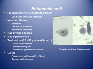 Entamoeba coli
•

Freqüentemente encontrada homem
•

•

Intestino Grosso
•
•
•

•
•
•

Bactérias
Detritos de alimentos
Raramente hemácias

Não invade o tecido
Não é patogênica
Trofozoítos (20 - 50 μm de diâmetro)
•
•
•

•

Condições sanitárias precárias

Citoplasma uniforme
Cromatina irregular
Cariossoma grande e excêntrico

Cistos
•
•

Pequenos e esféricos (15 – 20 μm)
Contem até 8 núcleos

Trofozoíto e cisto de Entamoeba coli

 