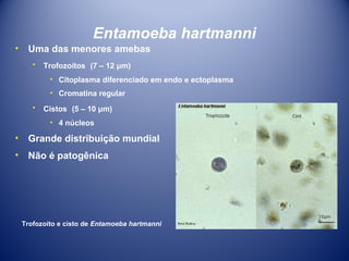 Entamoeba hartmanni
•

Uma das menores amebas
•

Trofozoítos (7 – 12 μm)
• Citoplasma diferenciado em endo e ectoplasma
• Cromatina regular

•

Cistos (5 – 10 μm)
• 4 núcleos

•

Grande distribuição mundial

•

Não é patogênica

Trofozoíto e cisto de Entamoeba hartmanni

 