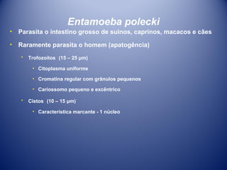 Entamoeba polecki
•

Parasita o intestino grosso de suínos, caprinos, macacos e cães

•

Raramente parasita o homem (apatogência)
•

Trofozoítos (15 – 25 μm)
• Citoplasma uniforme
• Cromatina regular com grânulos pequenos
• Cariossomo pequeno e excêntrico

•

Cistos (10 – 15 μm)
• Característica marcante - 1 núcleo

 