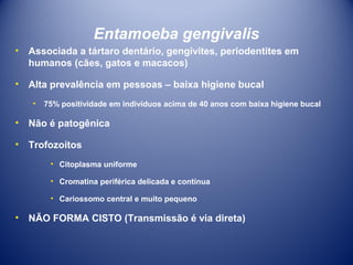 Entamoeba gengivalis
•

Associada a tártaro dentário, gengivites, periodentites em
humanos (cães, gatos e macacos)

•

Alta prevalência em pessoas – baixa higiene bucal
•

75% positividade em indivíduos acima de 40 anos com baixa higiene bucal

•

Não é patogênica

•

Trofozoítos
• Citoplasma uniforme
• Cromatina periférica delicada e contínua
• Cariossomo central e muito pequeno

•

NÃO FORMA CISTO (Transmissão é via direta)

 