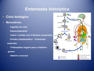 Entamoeba histolytica
• Ciclo biológico
– Monoxênico
٠ Ingestão do cisto
٠ Desencistamento
٠ Libera 1 ameba com 4 Núcleos (metacisto)
٠ Divisão citoplasmática - Trofozoítos
metacisto
٠ Trofozopitos migram para o intestino
grosso
٠ Aderem a mucosa

 