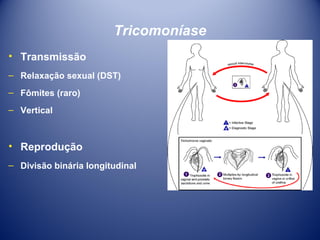 Tricomoníase
• Transmissão
– Relaxação sexual (DST)
– Fômites (raro)
– Vertical

• Reprodução
– Divisão binária longitudinal

 