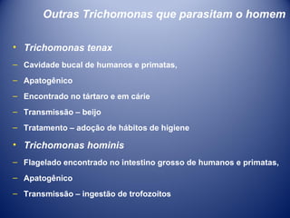 Outras Trichomonas que parasitam o homem
• Trichomonas tenax
– Cavidade bucal de humanos e primatas,
– Apatogênico
– Encontrado no tártaro e em cárie
– Transmissão – beijo
– Tratamento – adoção de hábitos de higiene

• Trichomonas hominis
– Flagelado encontrado no intestino grosso de humanos e primatas,
– Apatogênico
– Transmissão – ingestão de trofozoítos

 