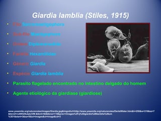 Giardia lamblia (Stiles, 1915)
•

Filo Sarcomastigophora

•

Sub-filo Mastigophora

•

Ordem Diplomonadida

•

Família Hexamitidae

•

Gênero Giardia

•

Espécie Giardia lamblia

•

Parasito flagelado encontrado no intestino delgado do homem

•

Agente etiológico da giardíase (giardiose)

www.yosemite.org/naturenotes/images/Giardia.jpg&imgrefurl=http://www.yosemite.org/naturenotes/DerletWater.htm&h=250&w=319&sz=7
&tbnid=rx4WGiNukj4JVM:&tbnh=92&tbnw=118&prev=/images%3Fq%3Dgiardia%2Blamblia%26um
%3D1&start=3&sa=X&oi=images&ct=image&cd=3

 