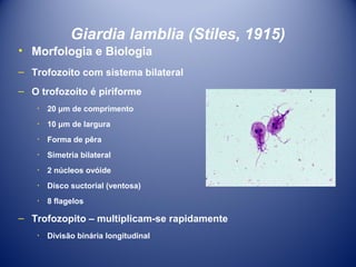 Giardia lamblia (Stiles, 1915)
• Morfologia e Biologia
– Trofozoíto com sistema bilateral
– O trofozoíto é piriforme
٠ 20 μm de comprimento
٠ 10 μm de largura
٠ Forma de pêra
٠ Simetria bilateral
٠ 2 núcleos ovóide
٠ Disco suctorial (ventosa)
٠ 8 flagelos

– Trofozopito – multiplicam-se rapidamente
٠ Divisão binária longitudinal

 