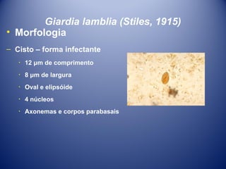 Giardia lamblia (Stiles, 1915)
• Morfologia
– Cisto – forma infectante
٠ 12 μm de comprimento
٠ 8 μm de largura
٠ Oval e elipsóide
٠ 4 núcleos
٠ Axonemas e corpos parabasais

 