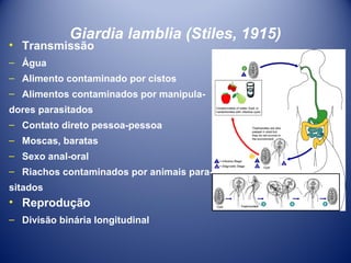 Giardia lamblia (Stiles, 1915)

• Transmissão
– Água

– Alimento contaminado por cistos
– Alimentos contaminados por manipuladores parasitados
– Contato direto pessoa-pessoa
– Moscas, baratas
– Sexo anal-oral
– Riachos contaminados por animais parasitados

• Reprodução
– Divisão binária longitudinal

 