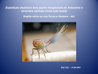Expedição desbrava área quase inexplorada da Amazônia e
descobre animais como este inseto
Região entre os rios Purus e Madeira - AM

Site UOL – 15.08.2007

 