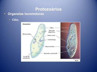 Protozoários
• Organelas locomotoras
• Cílio;

 