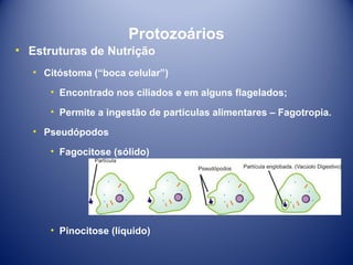 Protozoários
• Estruturas de Nutrição
• Citóstoma (“boca celular”)
• Encontrado nos ciliados e em alguns flagelados;
• Permite a ingestão de partículas alimentares – Fagotropia.
• Pseudópodos
• Fagocitose (sólido)

• Pinocitose (líquido)

 