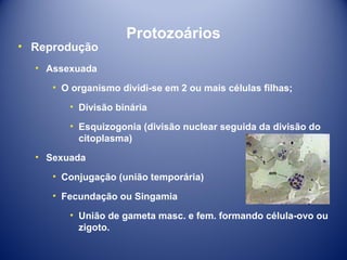 • Reprodução

Protozoários

• Assexuada
• O organismo dividi-se em 2 ou mais células filhas;
• Divisão binária
• Esquizogonia (divisão nuclear seguida da divisão do
citoplasma)
• Sexuada
• Conjugação (união temporária)
• Fecundação ou Singamia
• União de gameta masc. e fem. formando célula-ovo ou
zigoto.

 