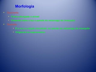 Morfologia
•

Oocineto
• Forma alongada e móvel
• Presente entre a luz e parede do estomago do mosquito

•

Oocisto
• É o ovo ou zigoto encistado na parede do estomago do mosquito
• Originará os esporozoítos

 