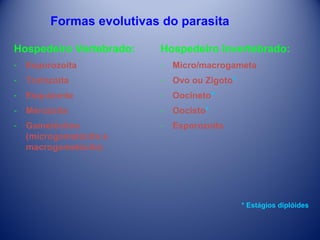 Formas evolutivas do parasita
Hospedeiro Vertebrado:

Hospedeiro Invertebrado:

­

Esporozoíta

­

Micro/macrogameta

­

Trofozoíta

­

Ovo ou Zigoto*

­

Esquizonte

­

Oocineto*

­

Merozoíta

­

Oocisto*

­

Gametócitos
(microgametócito e
macrogametócito)

­

Esporozoíta

* Estágios diplóides

 