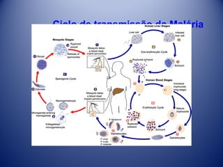Ciclo de transmissão da Malária

 