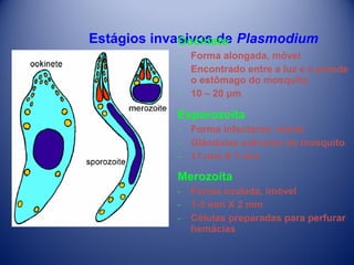 Estágios invasivos de Plasmodium
Oocineto
­
­
­

Forma alongada, móvel
Encontrado entre a luz e a parede
o estômago do mosquito
10 – 20 μm

Esporozoíta
­
­
­

Forma infectante, móvel
Glândulas salivares do mosquito
11 mm X 1 mm

Merozoíta
­
­
­

Forma ovalada, imóvel
1-5 mm X 2 mm
Células preparadas para perfurar
hemácias

 