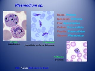 Plasmodium sp.
Reino: Protista
Sub-reino: Protozoa
Filo: Apicomplexa
Ordem: Eucoccidiida
Família: Plasmodiidae
Gênero: Plasmodium
P. vivax,
(esquizontes)

P. falciparum
(gametócito em forma de banana)

P. Malariae
(rosácea)

OBS.: P. ovale (NÃO ocorre no Brasil)

 