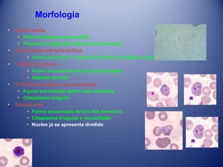Morfologia
• Esporozoíto
• Forma infectante do parasito
• Presente na glândula salivaria do mosquito

• Esquizonte pré-eritrocítico
• Forma presente no hepatócito após reprodução assexuada (merozoíto)

• Trofozoíto jovem
• Forma encontrada dentro das hemácias
• Aspecto de anel

• Trofozoíto maduro ou amebóide
• Forma encontrada dentro das hemácias
• Citoplasma irregular

• Esquizonte
• Forma encontrada dentro das hemácias
• Citoplasma irregular e vacuolizado
• Núcleo já se apresenta dividido

 