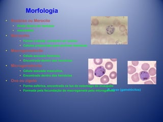 Morfologia
• Rosácea ou Merocíto
•
•

Ainda dentro da hemácia
merozoítos

• Merozoíto
• Forma ovalada, contendo um núcleo
• Células preparadas para perfurar hemácias

• Macrogametócito
• Célula sexuada feminina,
• Encontrada dentro das hemácias

• Microgametócito
• Célula sexuada masculina,
• Encontrada dentro das hemácias

• Ovo ou zigoto
• Forma esférica, encontrada na luz do estomago do mosquito
P. vivax (gametócitos)
• Formada pela fecundação do macrogameta pelo microgameta

 