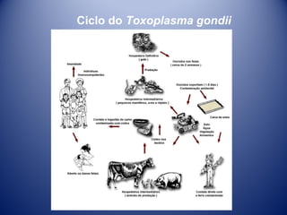 Ciclo do Toxoplasma gondii

 