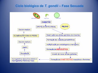 Ciclo biológico de T. gondii – Fase Sexuada

 